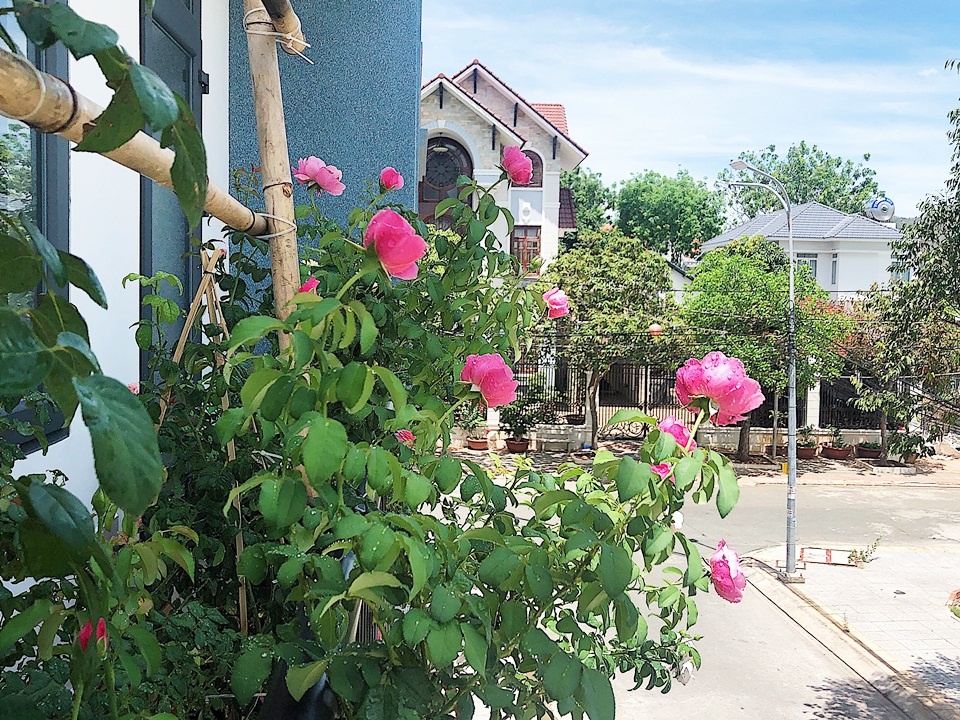 Góc ban công nhỏ xinh yêu rạng rỡ với hoa hồng của cô nàng 9X ở Vũng Tàu Góc ban công nhỏ xinh yêu rạng rỡ với hoa hồng của cô nàng 9X ở Vũng Tàu