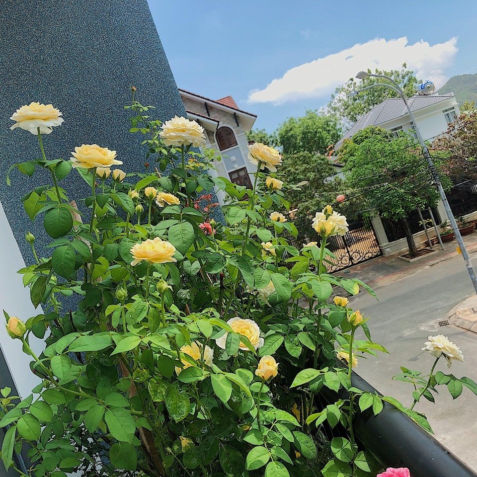 Góc ban công nhỏ xinh yêu rạng rỡ với hoa hồng của cô nàng 9X ở Vũng Tàu Góc ban công nhỏ xinh yêu rạng rỡ với hoa hồng của cô nàng 9X ở Vũng Tàu
