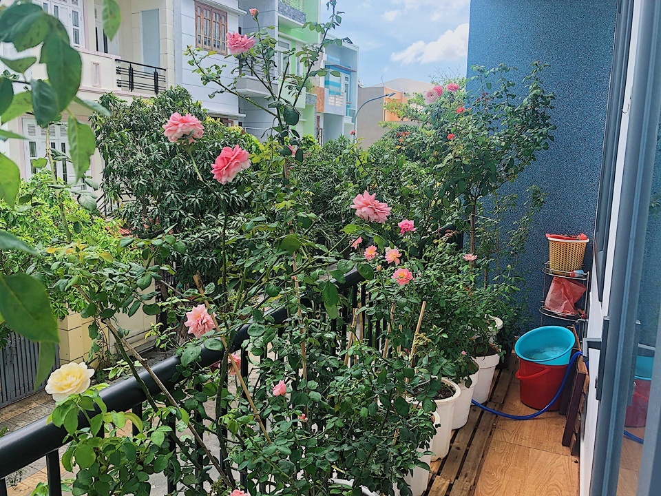 Góc ban công nhỏ xinh yêu rạng rỡ với hoa hồng của cô nàng 9X ở Vũng Tàu Góc ban công nhỏ xinh yêu rạng rỡ với hoa hồng của cô nàng 9X ở Vũng Tàu