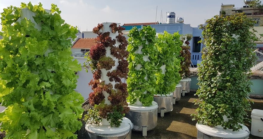 Chàng trai trẻ thu hoạch hàng tạ rau nhờ thiết kế trụ trồng theo mô hình khí canh ở Sài Gòn chang trai tre thu hoach hang ta rau nho thiet ke tru trong theo mo hinh khi canh o sai gon