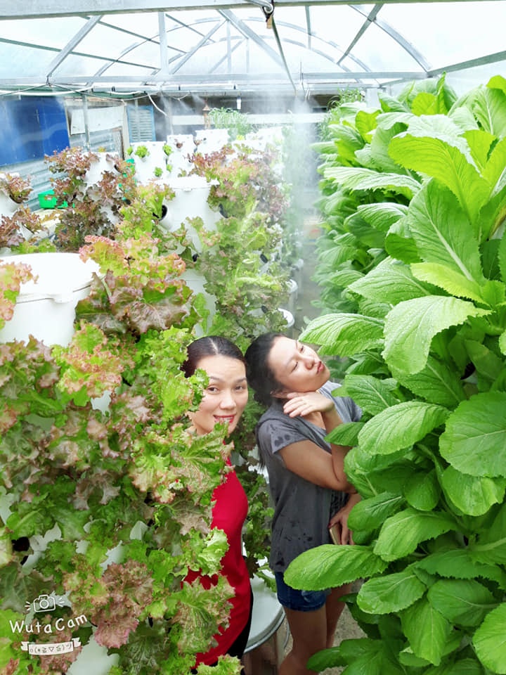 Chàng trai trẻ thu hoạch hàng tạ rau nhờ thiết kế trụ trồng theo mô hình khí canh ở Sài Gòn chang trai tre thu hoach hang ta rau nho thiet ke tru trong theo mo hinh khi canh o sai gon