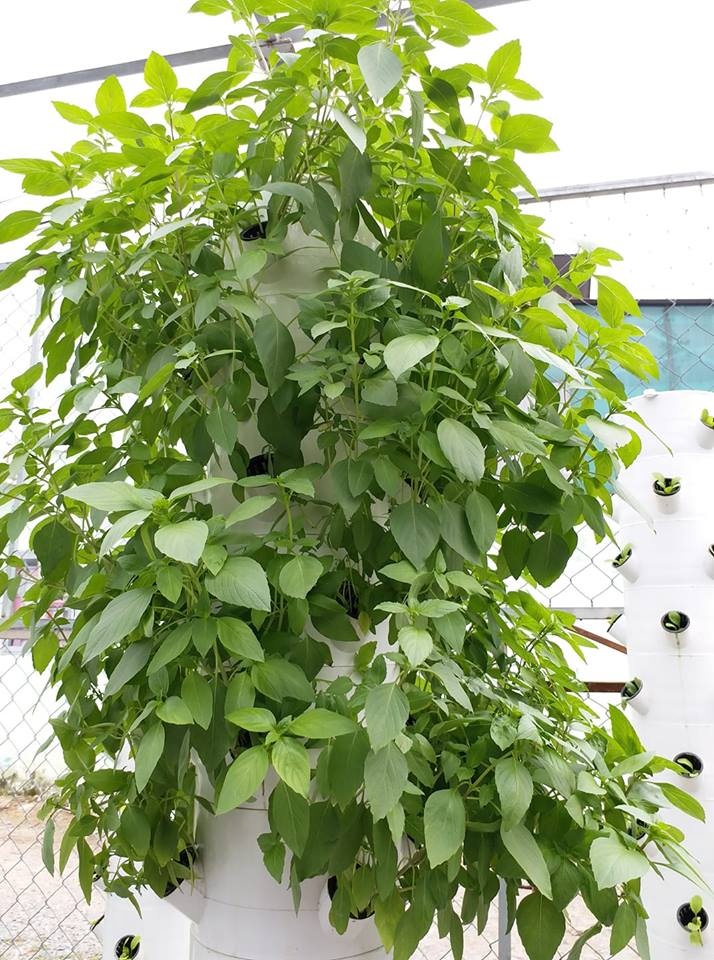 Chàng trai trẻ thu hoạch hàng tạ rau nhờ thiết kế trụ trồng theo mô hình khí canh ở Sài Gòn chang trai tre thu hoach hang ta rau nho thiet ke tru trong theo mo hinh khi canh o sai gon