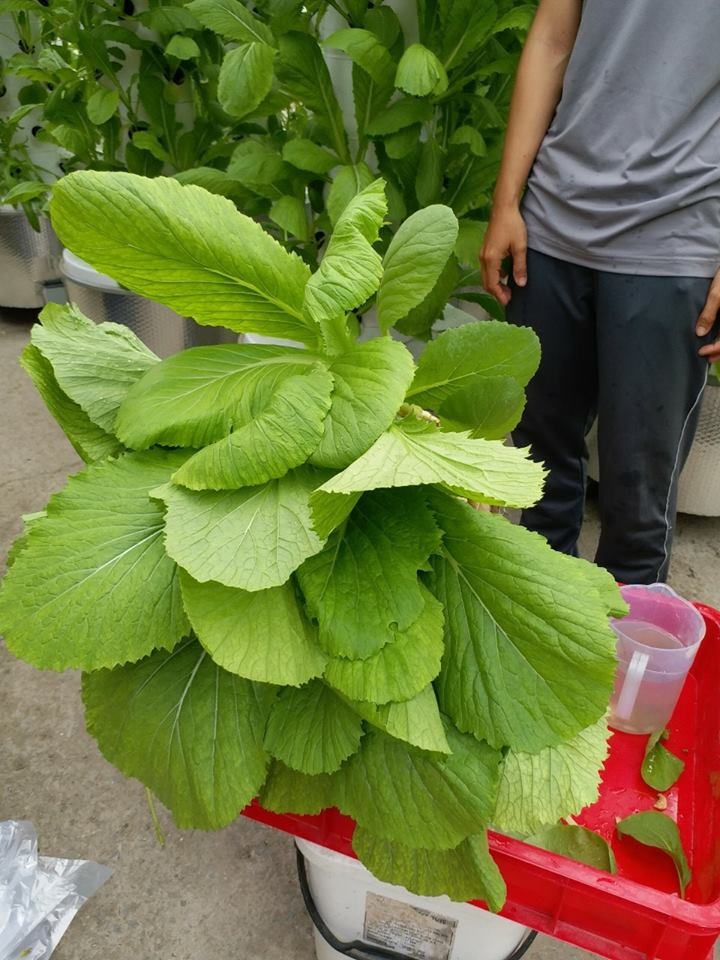Chàng trai trẻ thu hoạch hàng tạ rau nhờ thiết kế trụ trồng theo mô hình khí canh ở Sài Gòn chang trai tre thu hoach hang ta rau nho thiet ke tru trong theo mo hinh khi canh o sai gon