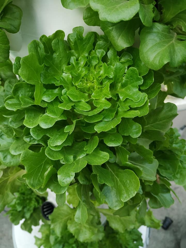 Chàng trai trẻ thu hoạch hàng tạ rau nhờ thiết kế trụ trồng theo mô hình khí canh ở Sài Gòn chang trai tre thu hoach hang ta rau nho thiet ke tru trong theo mo hinh khi canh o sai gon
