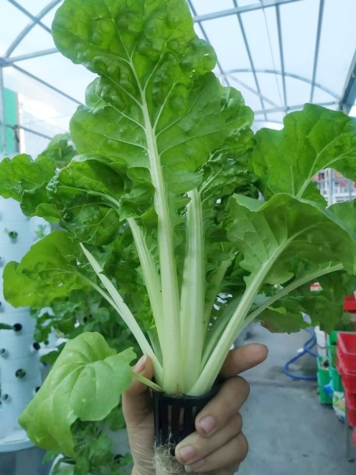 Chàng trai trẻ thu hoạch hàng tạ rau nhờ thiết kế trụ trồng theo mô hình khí canh ở Sài Gòn chang trai tre thu hoach hang ta rau nho thiet ke tru trong theo mo hinh khi canh o sai gon