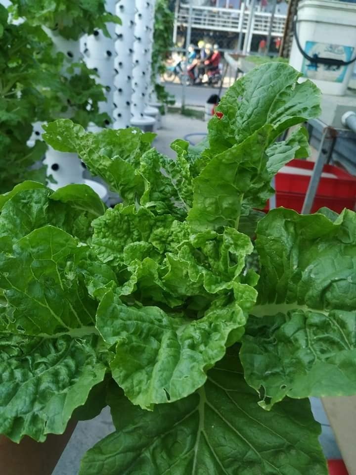 Chàng trai trẻ thu hoạch hàng tạ rau nhờ thiết kế trụ trồng theo mô hình khí canh ở Sài Gòn chang trai tre thu hoach hang ta rau nho thiet ke tru trong theo mo hinh khi canh o sai gon