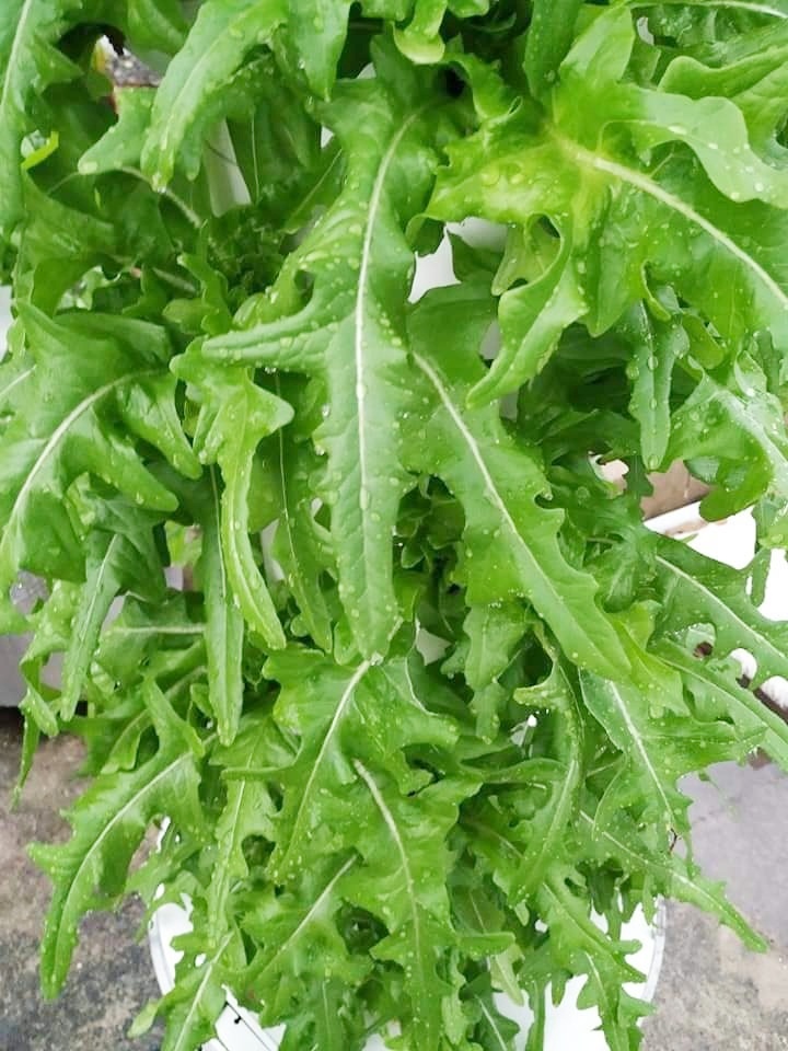 Chàng trai trẻ thu hoạch hàng tạ rau nhờ thiết kế trụ trồng theo mô hình khí canh ở Sài Gòn chang trai tre thu hoach hang ta rau nho thiet ke tru trong theo mo hinh khi canh o sai gon