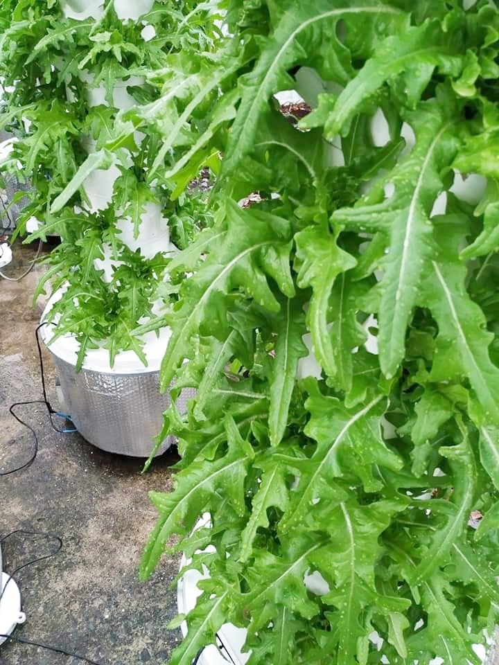 Chàng trai trẻ thu hoạch hàng tạ rau nhờ thiết kế trụ trồng theo mô hình khí canh ở Sài Gòn chang trai tre thu hoach hang ta rau nho thiet ke tru trong theo mo hinh khi canh o sai gon