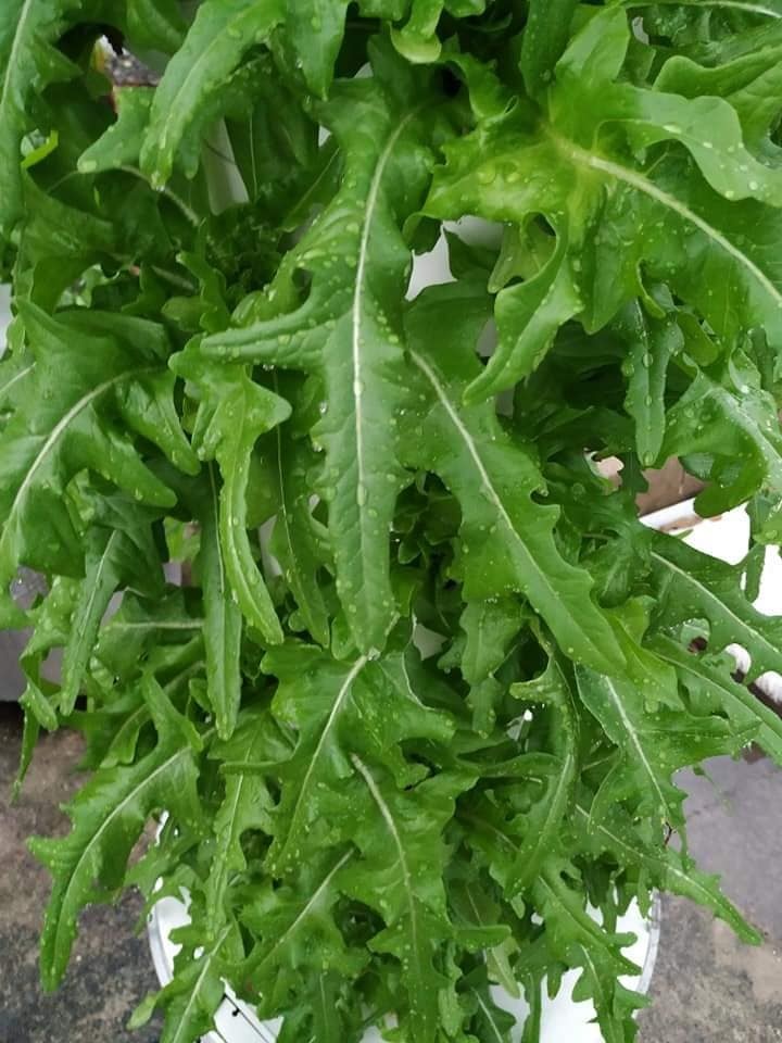 Chàng trai trẻ thu hoạch hàng tạ rau nhờ thiết kế trụ trồng theo mô hình khí canh ở Sài Gòn chang trai tre thu hoach hang ta rau nho thiet ke tru trong theo mo hinh khi canh o sai gon