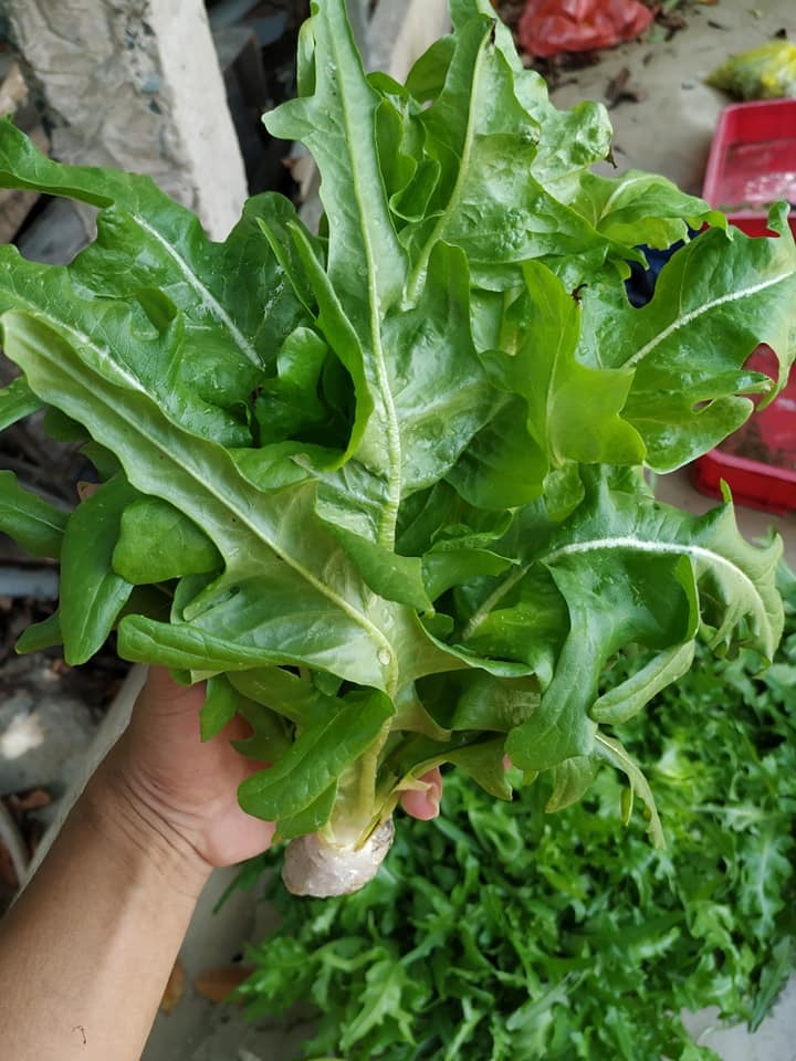 Chàng trai trẻ thu hoạch hàng tạ rau nhờ thiết kế trụ trồng theo mô hình khí canh ở Sài Gòn chang trai tre thu hoach hang ta rau nho thiet ke tru trong theo mo hinh khi canh o sai gon