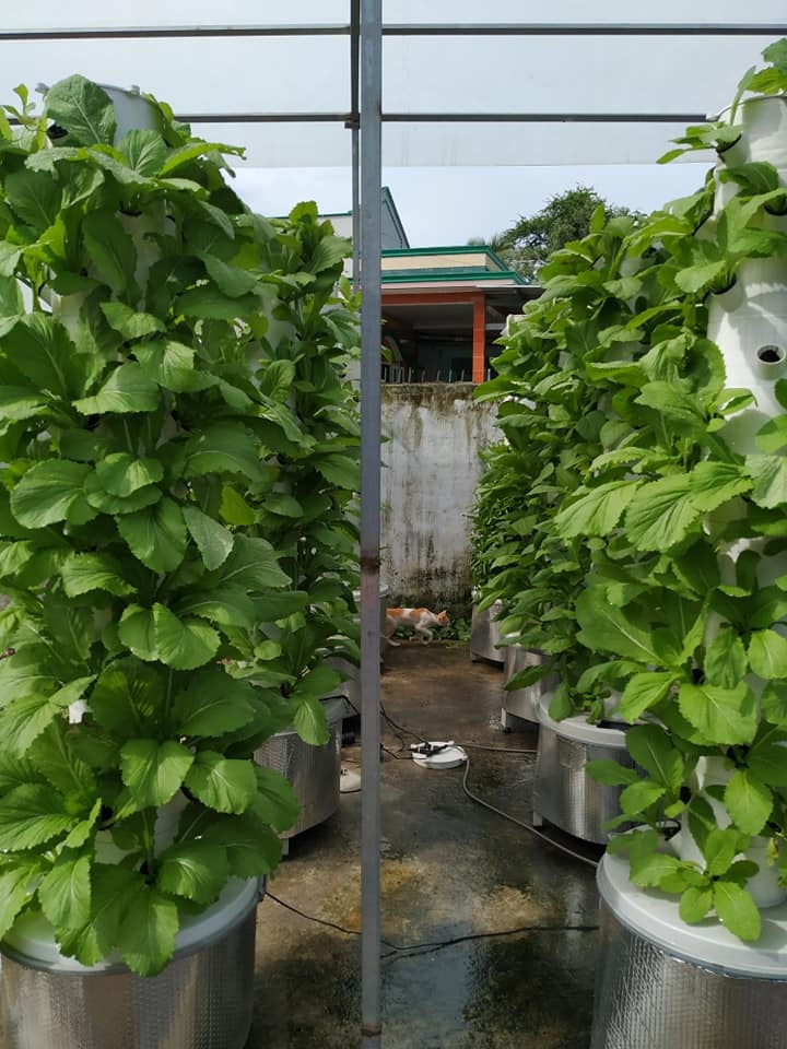 Chàng trai trẻ thu hoạch hàng tạ rau nhờ thiết kế trụ trồng theo mô hình khí canh ở Sài Gòn chang trai tre thu hoach hang ta rau nho thiet ke tru trong theo mo hinh khi canh o sai gon