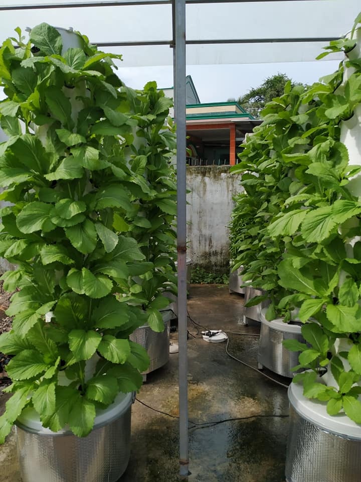 Chàng trai trẻ thu hoạch hàng tạ rau nhờ thiết kế trụ trồng theo mô hình khí canh ở Sài Gòn chang trai tre thu hoach hang ta rau nho thiet ke tru trong theo mo hinh khi canh o sai gon