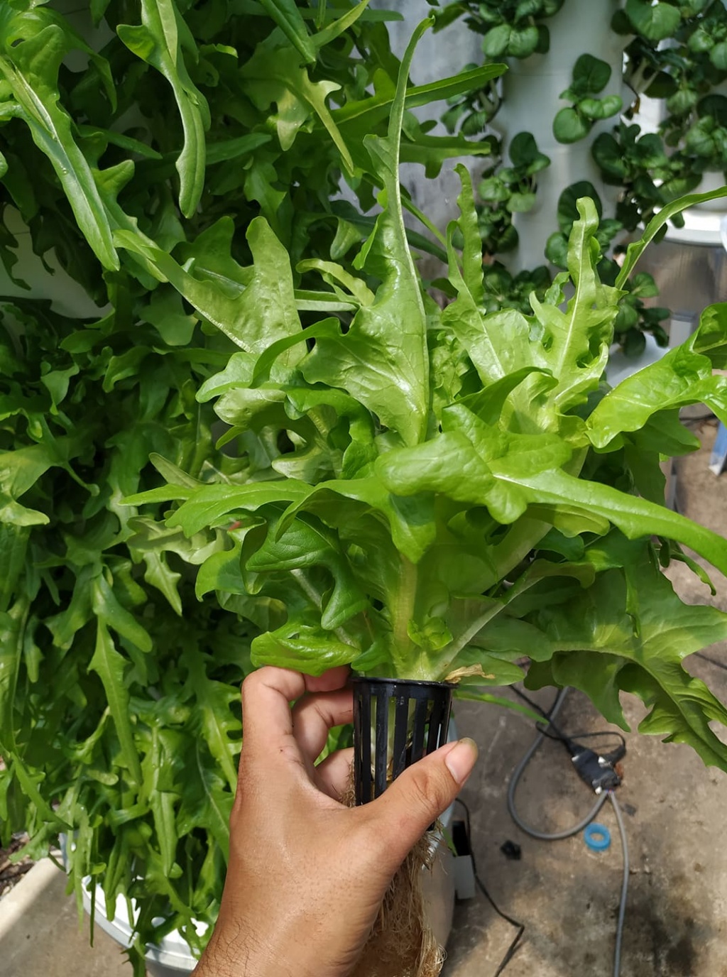 Chàng trai trẻ thu hoạch hàng tạ rau nhờ thiết kế trụ trồng theo mô hình khí canh ở Sài Gòn chang trai tre thu hoach hang ta rau nho thiet ke tru trong theo mo hinh khi canh o sai gon