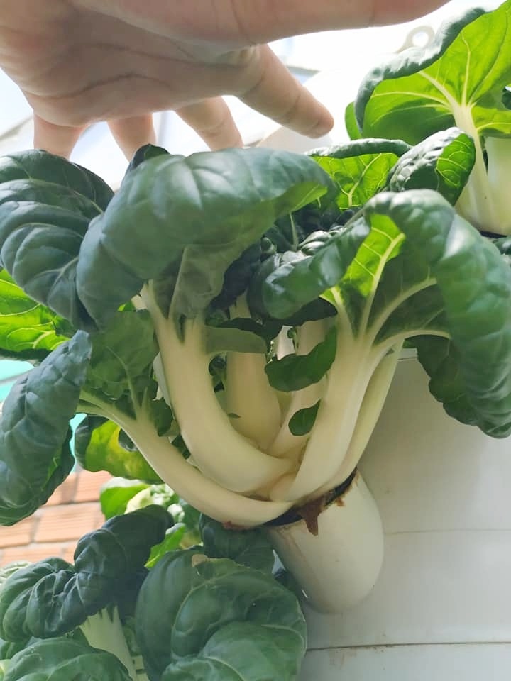 Chàng trai trẻ thu hoạch hàng tạ rau nhờ thiết kế trụ trồng theo mô hình khí canh ở Sài Gòn chang trai tre thu hoach hang ta rau nho thiet ke tru trong theo mo hinh khi canh o sai gon