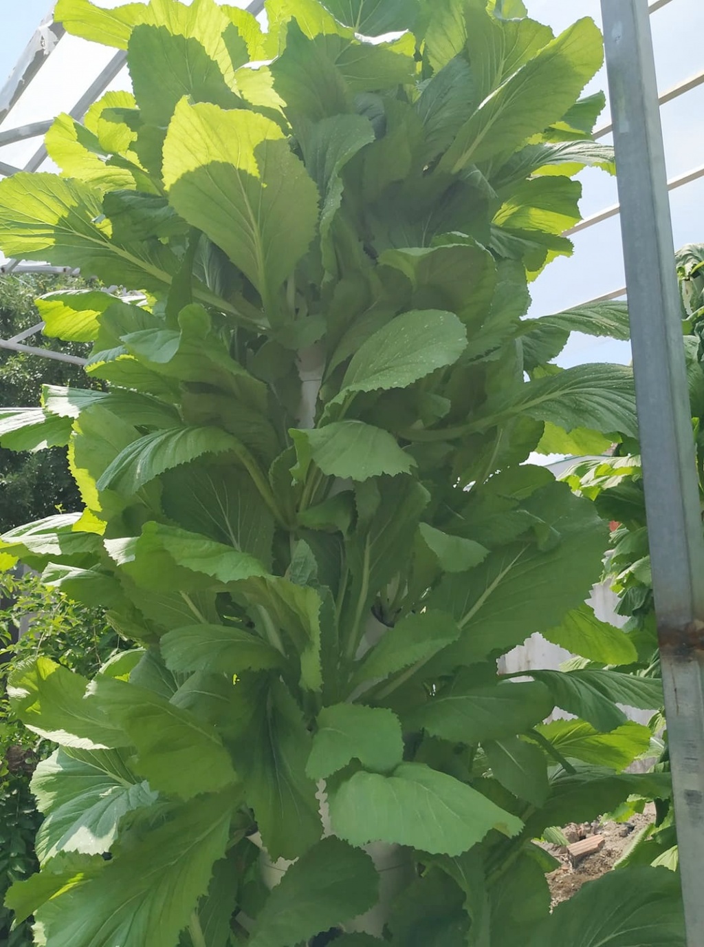 Chàng trai trẻ thu hoạch hàng tạ rau nhờ thiết kế trụ trồng theo mô hình khí canh ở Sài Gòn chang trai tre thu hoach hang ta rau nho thiet ke tru trong theo mo hinh khi canh o sai gon