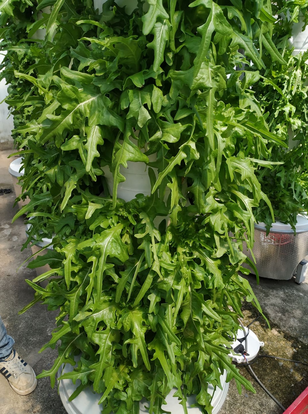 Chàng trai trẻ thu hoạch hàng tạ rau nhờ thiết kế trụ trồng theo mô hình khí canh ở Sài Gòn chang trai tre thu hoach hang ta rau nho thiet ke tru trong theo mo hinh khi canh o sai gon