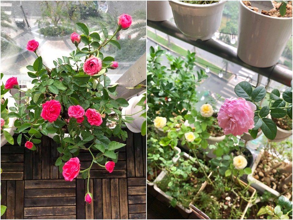 Ban công xanh mát trên tầng cao bất chấp nắng gió nhờ trồng rau và hoa ở TP HCM ban cong xanh mat tren tang cao bat chap nang gio nho trong rau va hoa o tp hcm