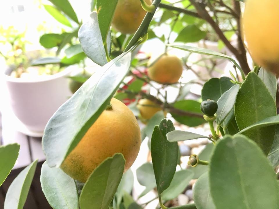 Ban công xanh mát trên tầng cao bất chấp nắng gió nhờ trồng rau và hoa ở TP HCM ban cong xanh mat tren tang cao bat chap nang gio nho trong rau va hoa o tp hcm