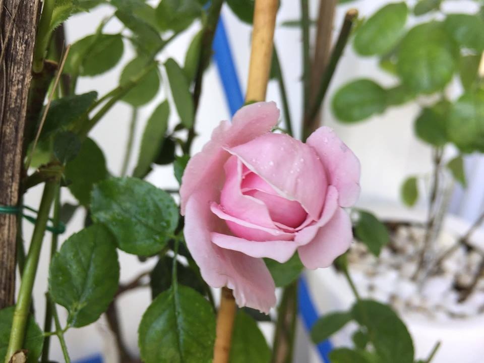 Ban công xanh mát trên tầng cao bất chấp nắng gió nhờ trồng rau và hoa ở TP HCM ban cong xanh mat tren tang cao bat chap nang gio nho trong rau va hoa o tp hcm