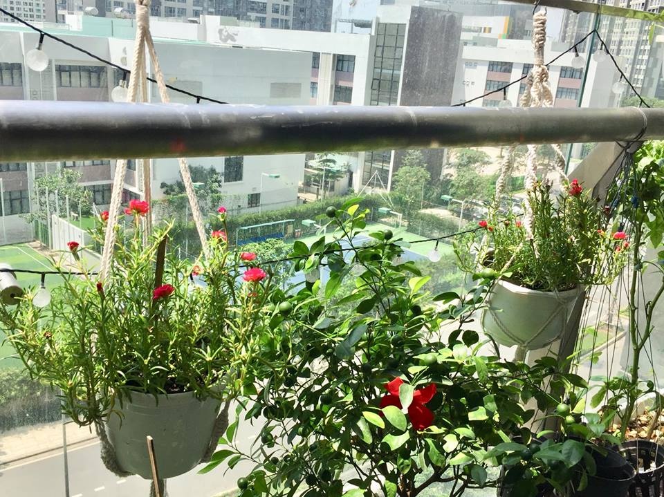 Ban công xanh mát trên tầng cao bất chấp nắng gió nhờ trồng rau và hoa ở TP HCM ban cong xanh mat tren tang cao bat chap nang gio nho trong rau va hoa o tp hcm