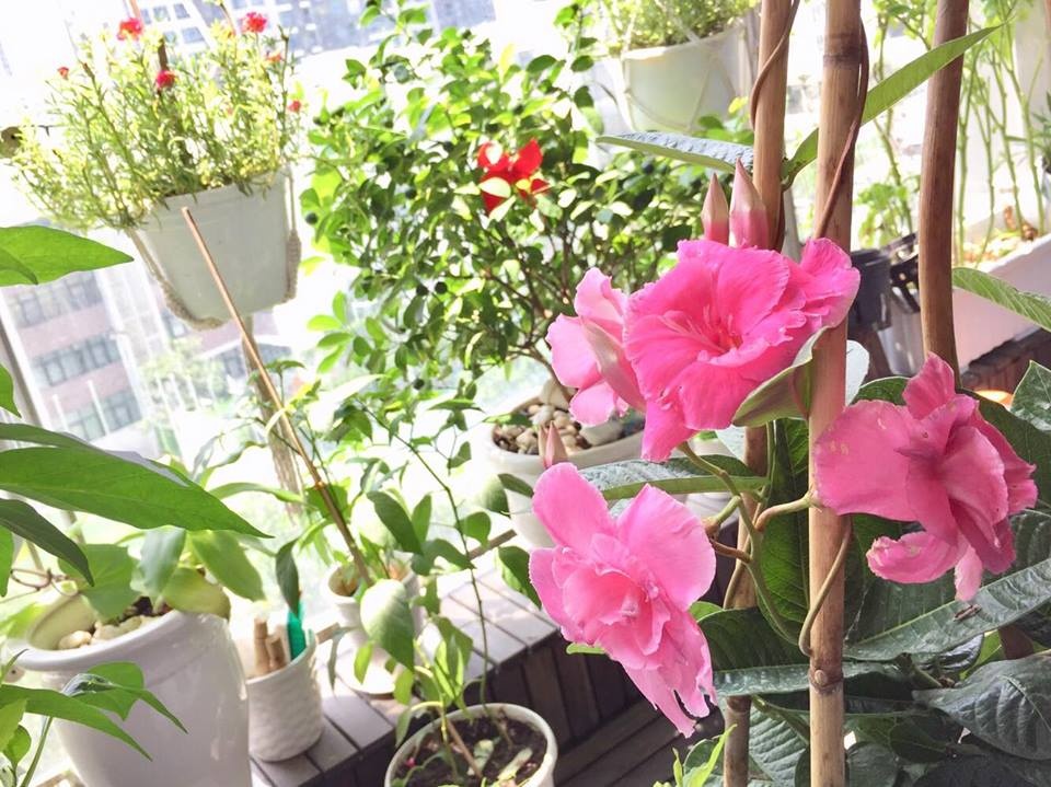 Ban công xanh mát trên tầng cao bất chấp nắng gió nhờ trồng rau và hoa ở TP HCM ban cong xanh mat tren tang cao bat chap nang gio nho trong rau va hoa o tp hcm