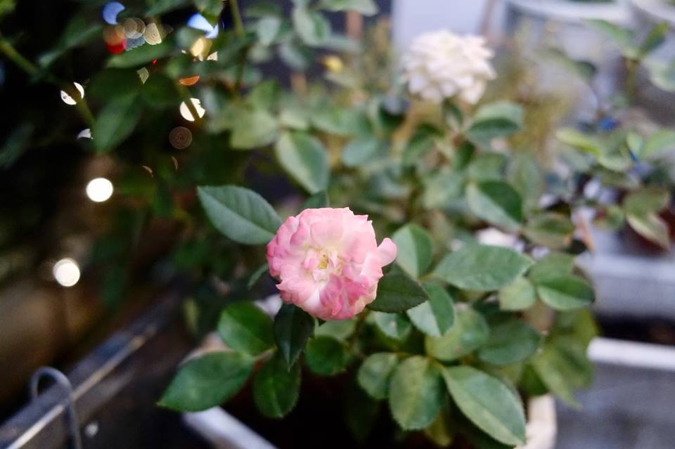 Ban công xanh mát trên tầng cao bất chấp nắng gió nhờ trồng rau và hoa ở TP HCM ban cong xanh mat tren tang cao bat chap nang gio nho trong rau va hoa o tp hcm