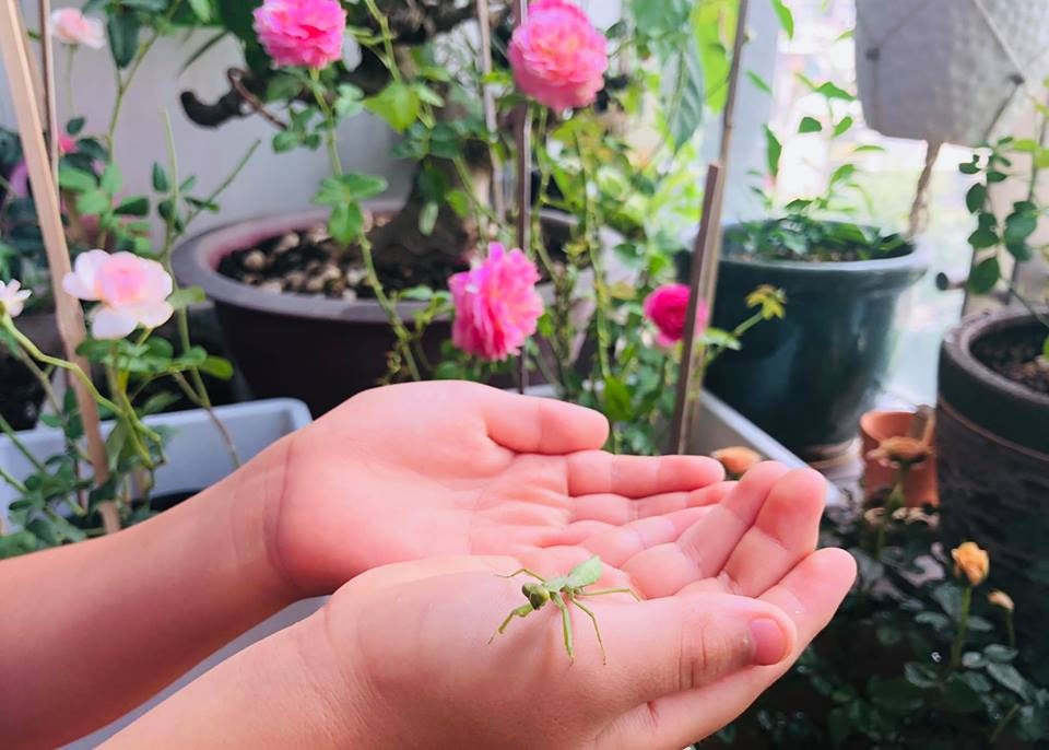 Ban công xanh mát trên tầng cao bất chấp nắng gió nhờ trồng rau và hoa ở TP HCM ban cong xanh mat tren tang cao bat chap nang gio nho trong rau va hoa o tp hcm