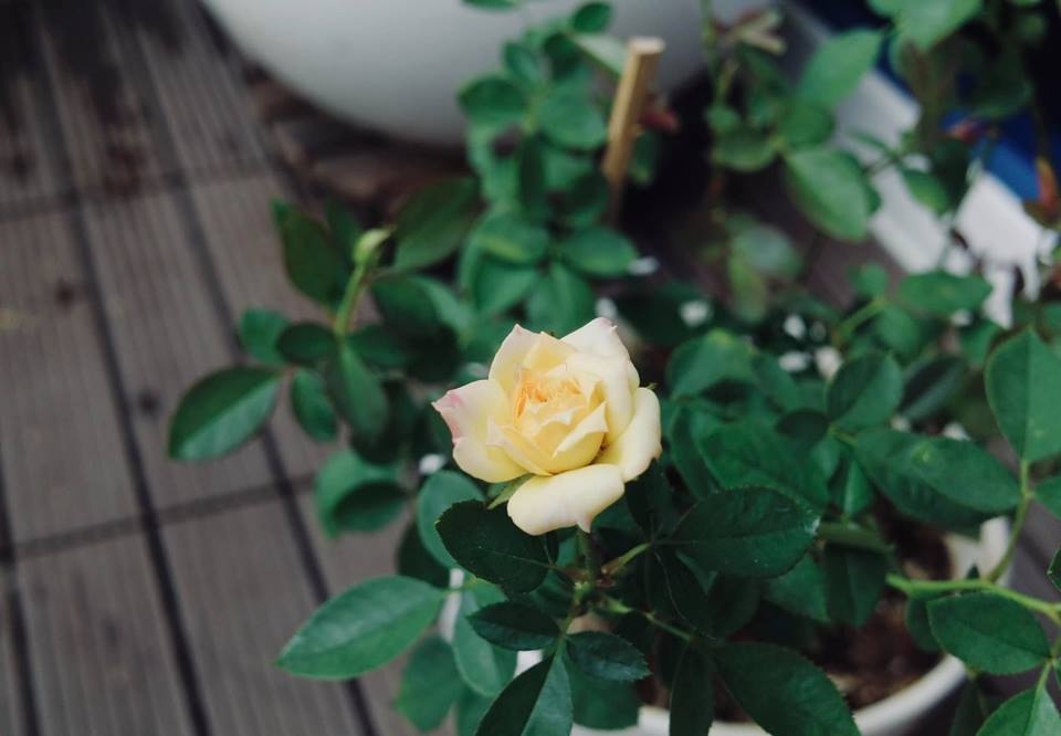 Ban công xanh mát trên tầng cao bất chấp nắng gió nhờ trồng rau và hoa ở TP HCM ban cong xanh mat tren tang cao bat chap nang gio nho trong rau va hoa o tp hcm