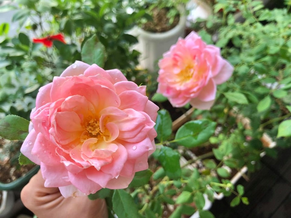 Ban công xanh mát trên tầng cao bất chấp nắng gió nhờ trồng rau và hoa ở TP HCM ban cong xanh mat tren tang cao bat chap nang gio nho trong rau va hoa o tp hcm