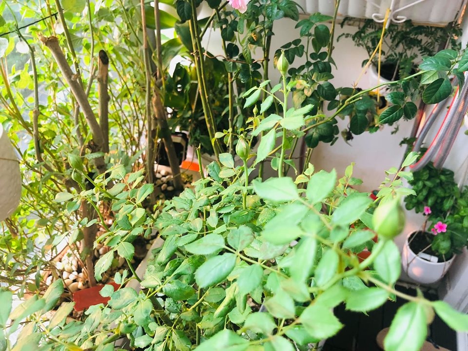 Ban công xanh mát trên tầng cao bất chấp nắng gió nhờ trồng rau và hoa ở TP HCM ban cong xanh mat tren tang cao bat chap nang gio nho trong rau va hoa o tp hcm