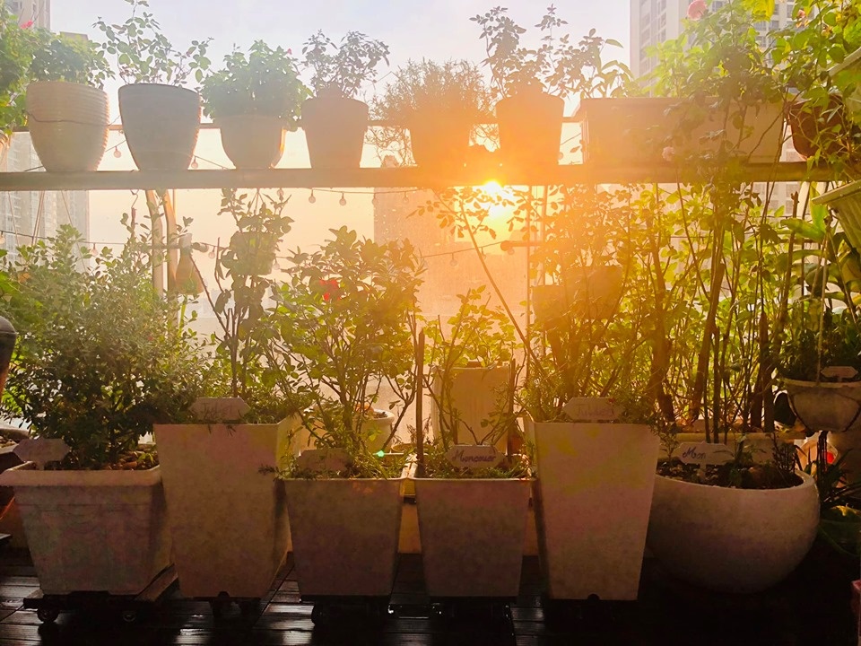 Ban công xanh mát trên tầng cao bất chấp nắng gió nhờ trồng rau và hoa ở TP HCM ban cong xanh mat tren tang cao bat chap nang gio nho trong rau va hoa o tp hcm