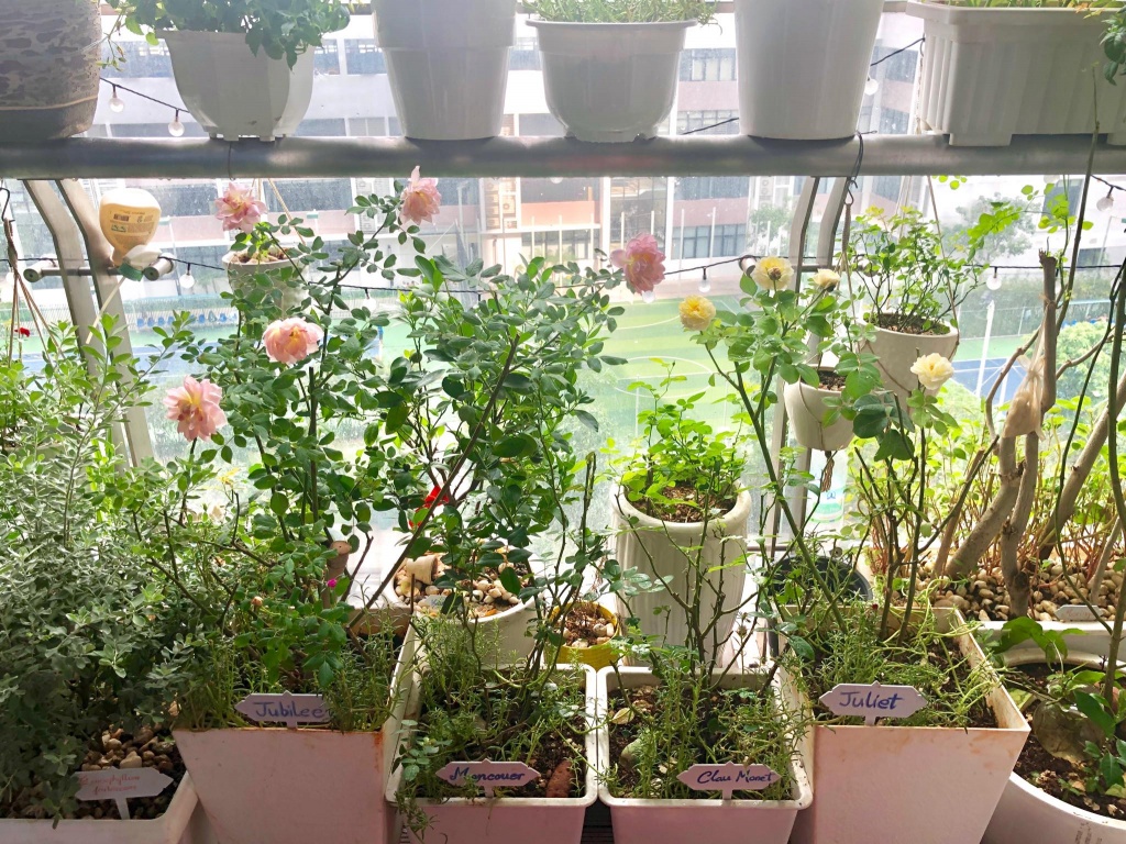 Ban công xanh mát trên tầng cao bất chấp nắng gió nhờ trồng rau và hoa ở TP HCM ban cong xanh mat tren tang cao bat chap nang gio nho trong rau va hoa o tp hcm