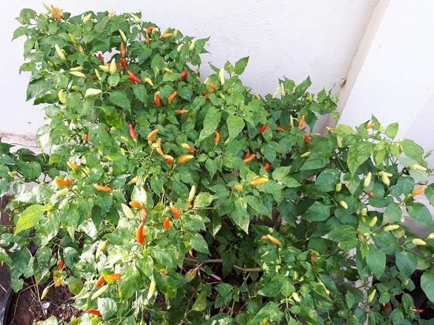 Vì muốn chăm sóc bố mẹ già, chàng trai từ bỏ việc lương cao về quê trồng cây làm vườn theo phương thức hữu cơ vi muon cham soc bo me gia chang trai tu bo viec luong cao ve que trong cay lam vuon theo phuong thuc huu co