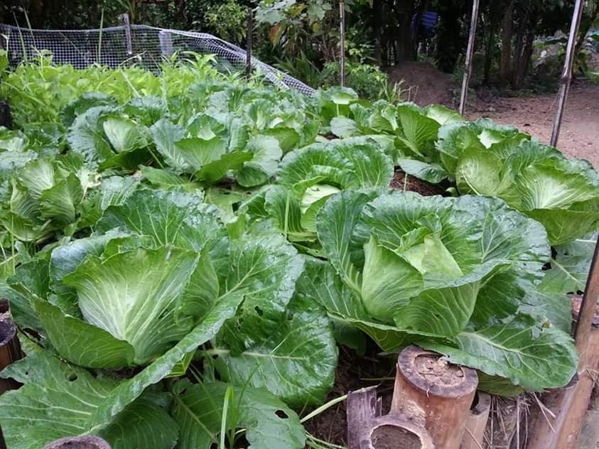Vì muốn chăm sóc bố mẹ già, chàng trai từ bỏ việc lương cao về quê trồng cây làm vườn theo phương thức hữu cơ vi muon cham soc bo me gia chang trai tu bo viec luong cao ve que trong cay lam vuon theo phuong thuc huu co