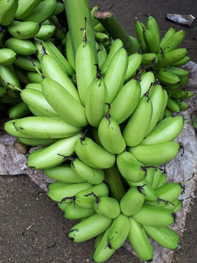 Vì muốn chăm sóc bố mẹ già, chàng trai từ bỏ việc lương cao về quê trồng cây làm vườn theo phương thức hữu cơ vi muon cham soc bo me gia chang trai tu bo viec luong cao ve que trong cay lam vuon theo phuong thuc huu co