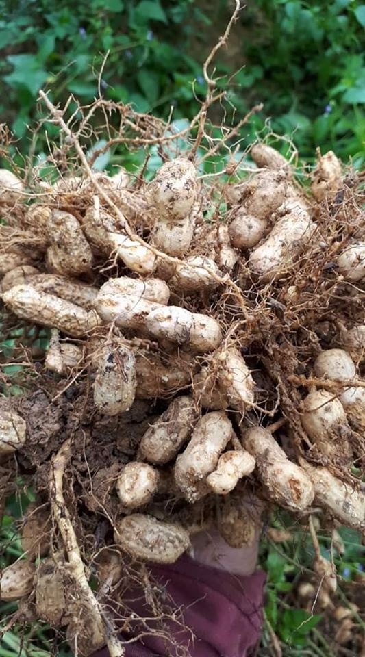 Vì muốn chăm sóc bố mẹ già, chàng trai từ bỏ việc lương cao về quê trồng cây làm vườn theo phương thức hữu cơ vi muon cham soc bo me gia chang trai tu bo viec luong cao ve que trong cay lam vuon theo phuong thuc huu co