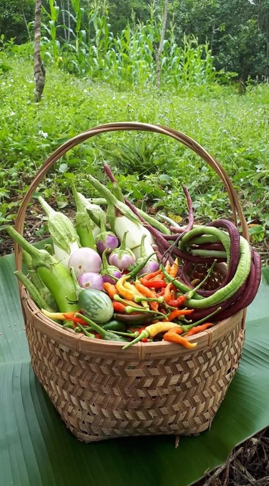 Vì muốn chăm sóc bố mẹ già, chàng trai từ bỏ việc lương cao về quê trồng cây làm vườn theo phương thức hữu cơ vi muon cham soc bo me gia chang trai tu bo viec luong cao ve que trong cay lam vuon theo phuong thuc huu co