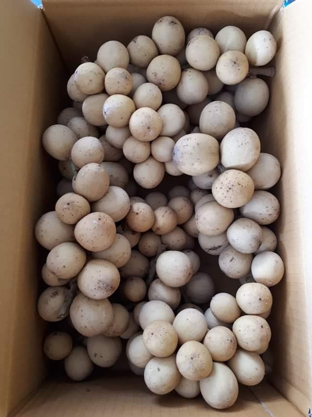 Vì muốn chăm sóc bố mẹ già, chàng trai từ bỏ việc lương cao về quê trồng cây làm vườn theo phương thức hữu cơ vi muon cham soc bo me gia chang trai tu bo viec luong cao ve que trong cay lam vuon theo phuong thuc huu co