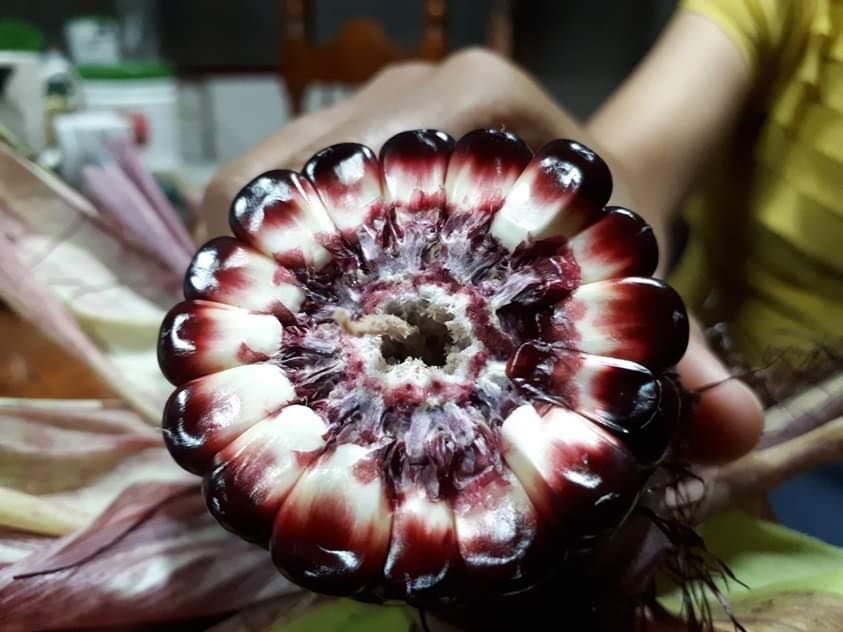 Vì muốn chăm sóc bố mẹ già, chàng trai từ bỏ việc lương cao về quê trồng cây làm vườn theo phương thức hữu cơ vi muon cham soc bo me gia chang trai tu bo viec luong cao ve que trong cay lam vuon theo phuong thuc huu co