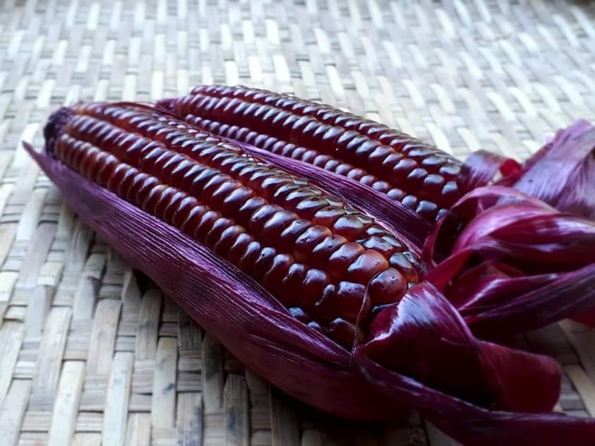 Vì muốn chăm sóc bố mẹ già, chàng trai từ bỏ việc lương cao về quê trồng cây làm vườn theo phương thức hữu cơ vi muon cham soc bo me gia chang trai tu bo viec luong cao ve que trong cay lam vuon theo phuong thuc huu co