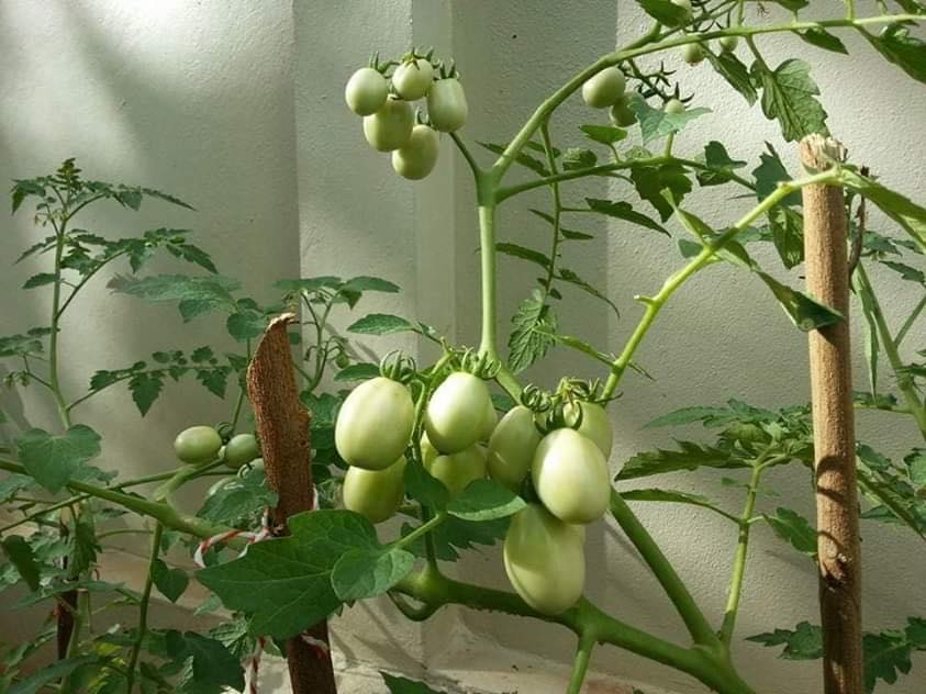 Vì muốn chăm sóc bố mẹ già, chàng trai từ bỏ việc lương cao về quê trồng cây làm vườn theo phương thức hữu cơ vi muon cham soc bo me gia chang trai tu bo viec luong cao ve que trong cay lam vuon theo phuong thuc huu co