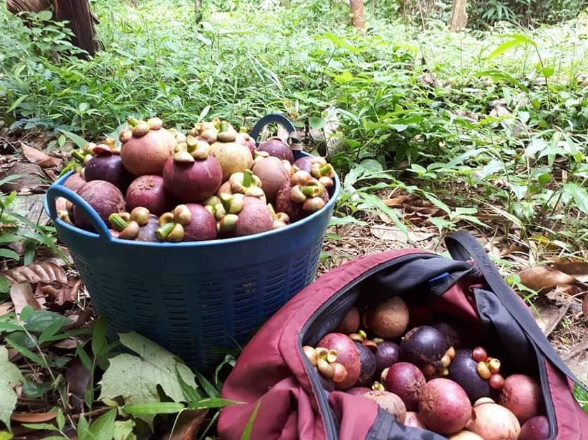 Vì muốn chăm sóc bố mẹ già, chàng trai từ bỏ việc lương cao về quê trồng cây làm vườn theo phương thức hữu cơ vi muon cham soc bo me gia chang trai tu bo viec luong cao ve que trong cay lam vuon theo phuong thuc huu co
