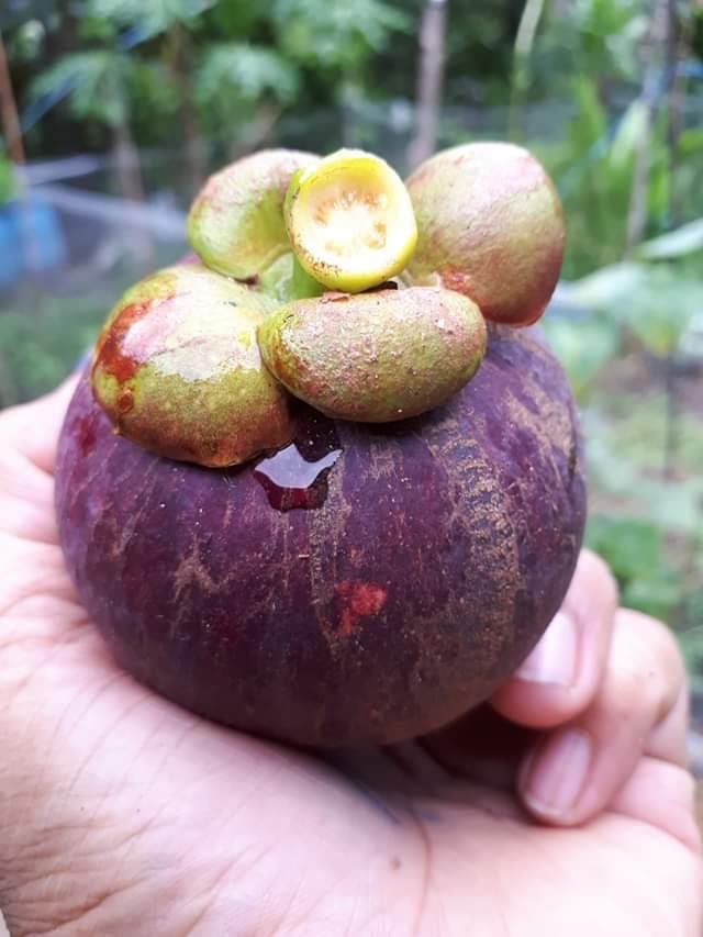 Vì muốn chăm sóc bố mẹ già, chàng trai từ bỏ việc lương cao về quê trồng cây làm vườn theo phương thức hữu cơ vi muon cham soc bo me gia chang trai tu bo viec luong cao ve que trong cay lam vuon theo phuong thuc huu co