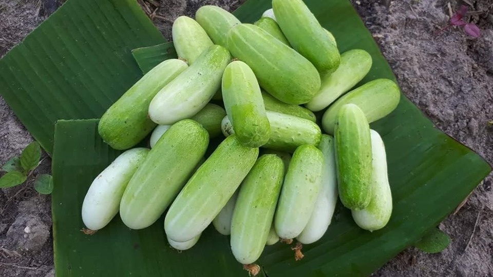 Vì muốn chăm sóc bố mẹ già, chàng trai từ bỏ việc lương cao về quê trồng cây làm vườn theo phương thức hữu cơ vi muon cham soc bo me gia chang trai tu bo viec luong cao ve que trong cay lam vuon theo phuong thuc huu co