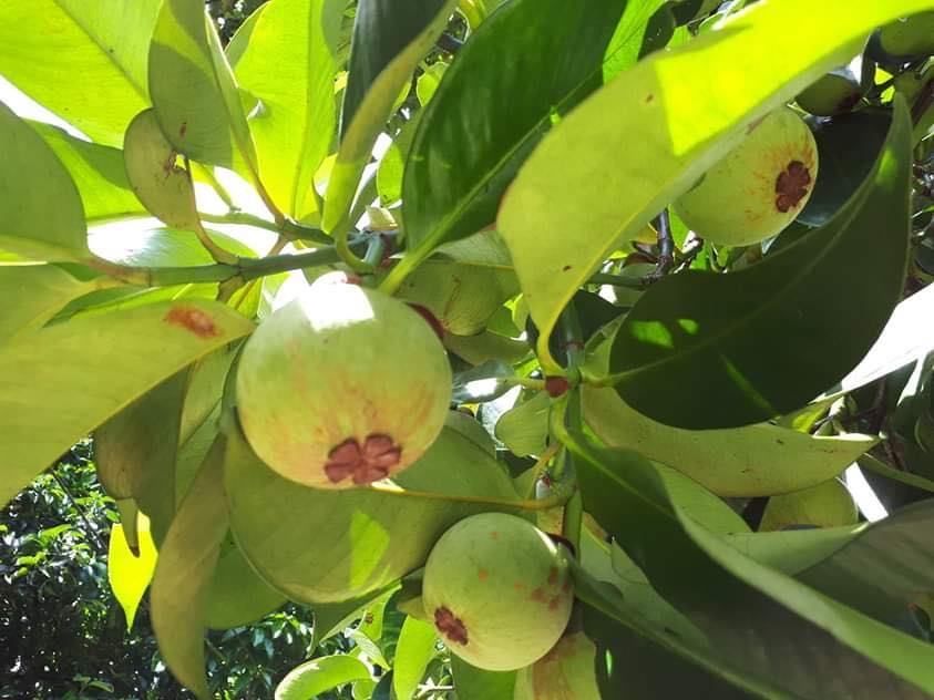 Vì muốn chăm sóc bố mẹ già, chàng trai từ bỏ việc lương cao về quê trồng cây làm vườn theo phương thức hữu cơ vi muon cham soc bo me gia chang trai tu bo viec luong cao ve que trong cay lam vuon theo phuong thuc huu co