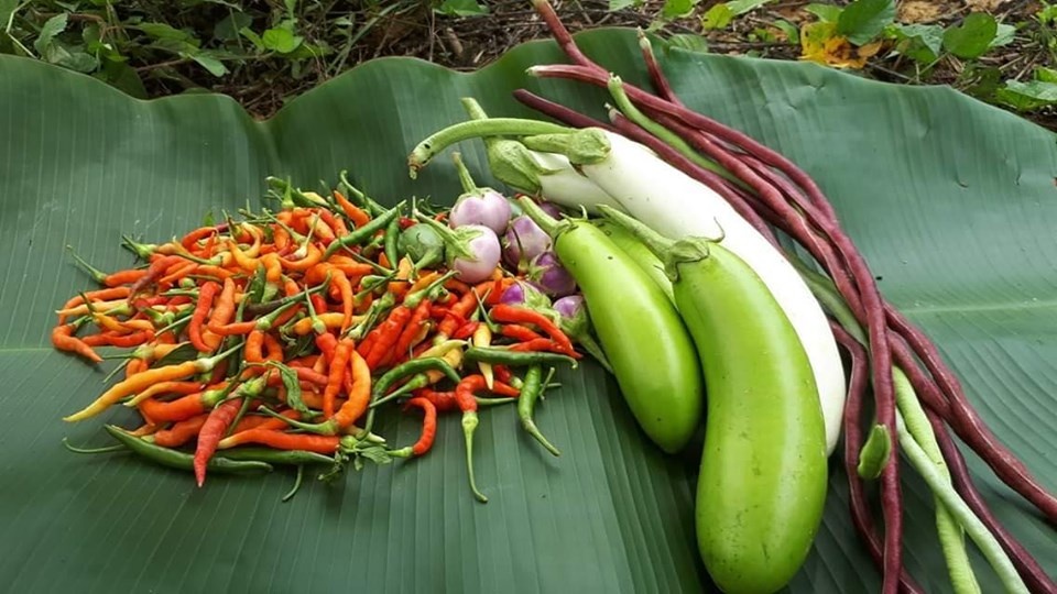 Vì muốn chăm sóc bố mẹ già, chàng trai từ bỏ việc lương cao về quê trồng cây làm vườn theo phương thức hữu cơ vi muon cham soc bo me gia chang trai tu bo viec luong cao ve que trong cay lam vuon theo phuong thuc huu co