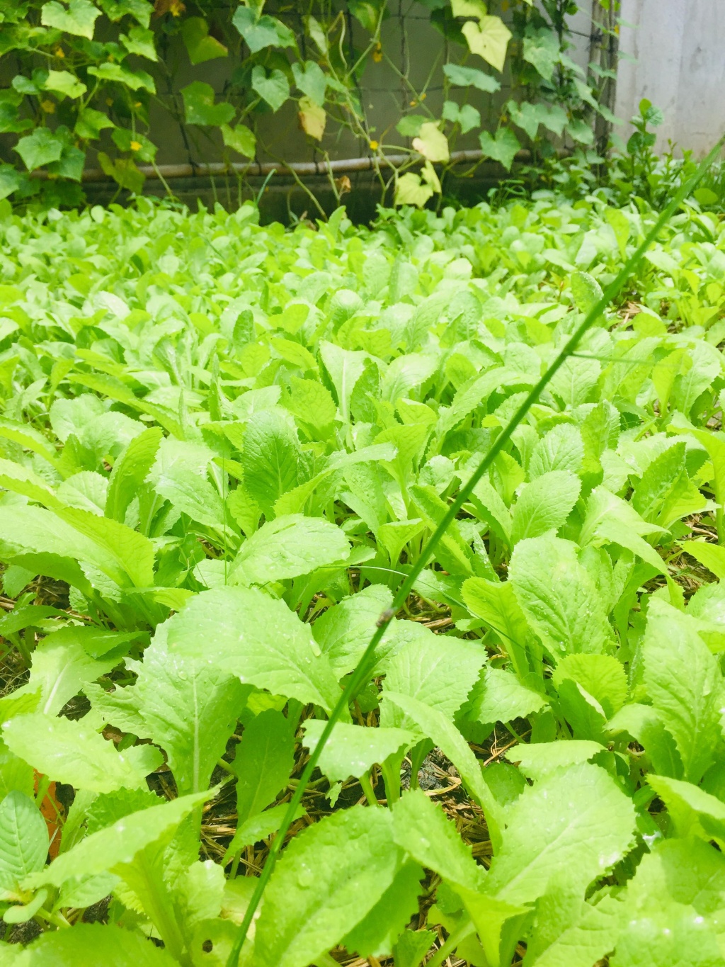 Vườn rau xanh mướt bất chấp nắng nóng mùa hè của người phụ nữ đảm đang ở Tây Ninh
