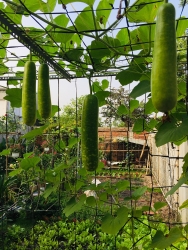 nang nong keo dai tieu thu dien dat toi muc ky luc