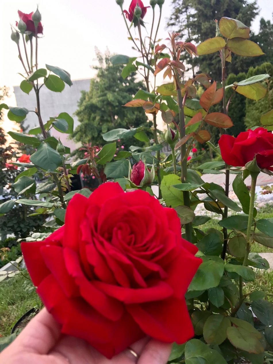Người phụ nữ Việt xa quê quyết "xây" ngôi nhà hoa hồng đẹp như mơ dành tặng cho riêng mình nguoi phu nu viet xa que quyet xay ngoi nha hoa hong dep nhu mo danh tang cho rieng minh