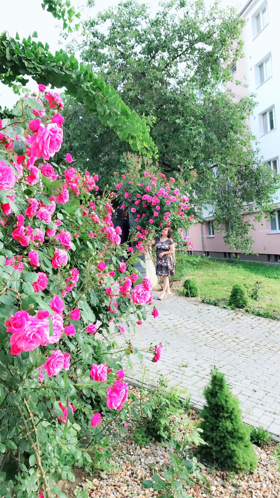 Người phụ nữ Việt xa quê quyết "xây" ngôi nhà hoa hồng đẹp như mơ dành tặng cho riêng mình nguoi phu nu viet xa que quyet xay ngoi nha hoa hong dep nhu mo danh tang cho rieng minh